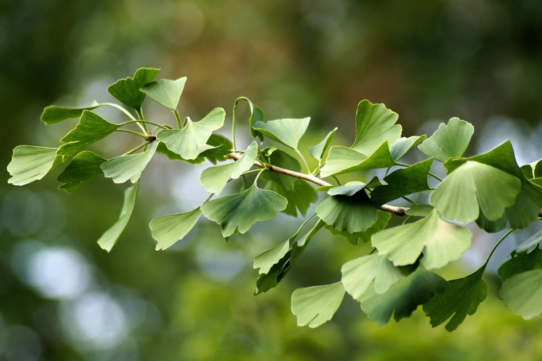 Ginkgo biloba tea  - GymBeam